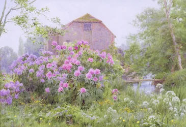 Rhododendren an einer Wassermühle