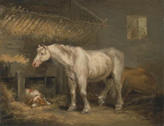 Alte Pferde mit einem Hund in einem Stall