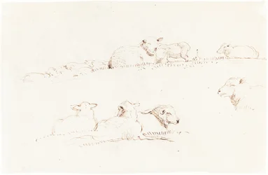 Studien von Schafen auf der Weide