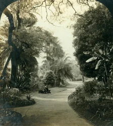 Weg im Queens Park, Brisbane, Australien, ca. 1909