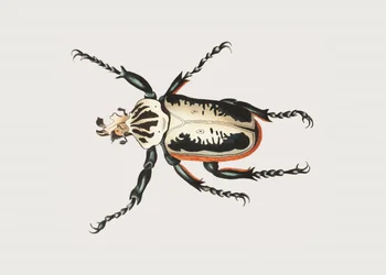 Goliathkäfer