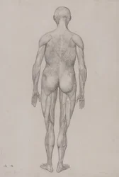 Vergleichende anatomische Darstellung der Struktur des menschlichen Körpers mit der eines Tigers und eines gewöhnlichen Huhns: Menschliche Figur, Rückansicht (fast identisch mit fertiger Zeichnung für Tafel XII)