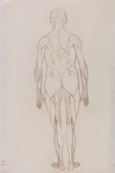Vergleichende anatomische Darstellung der Struktur des menschlichen Körpers mit der eines Tigers und eines gewöhnlichen Huhns: Menschliche Figur, Rückansicht (Umrisszeichnung)