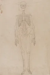 Vergleichende anatomische Darstellung der Struktur des menschlichen Körpers mit der eines Tigers und eines gewöhnlichen Huhns: Menschliches Skelett, Vorderansicht