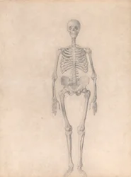Vergleichende anatomische Darstellung der Struktur des menschlichen Körpers mit der eines Tigers und eines gewöhnlichen Huhns: Menschliches Skelett, Vorderansicht (Fertige Studie für Tafel I)