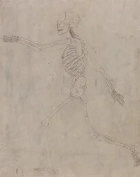 Ein vergleichender anatomischer Exposition der Struktur des menschlichen Körpers mit der eines Tigers und eines gewöhnlichen Huhns: Menschliches Skelett, Seitenansicht