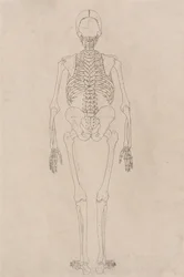 Ein vergleichender anatomischer Exposition der Struktur des menschlichen Körpers mit der eines Tigers und eines gewöhnlichen Huhns: Menschliches Skelett, Rückansicht (Bezieht sich auf Tabelle II)