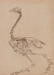 Vergleichende anatomische Darstellung des menschlichen Körpers mit einem Tiger und einem Haushuhn: Hühnerskelett, Seitenansicht (Studie für die Schlüsselfigur zu Tafel V)