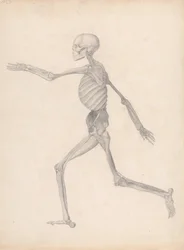 Vergleichende anatomische Darstellung der Struktur des menschlichen Körpers mit der eines Tigers und eines gewöhnlichen Huhns: Menschliche Figur, Seitenansicht