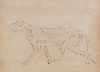 Vergleichende anatomische Darstellung der Struktur des menschlichen Körpers mit der eines Tigers und eines gewöhnlichen Huhns: Tigerkörper, Seitenansicht (Umrisszeichnung für eine Schlüsselfigur)