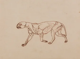 Ein vergleichender anatomischer Exposition der Struktur des menschlichen Körpers mit der eines Tigers und eines gewöhnlichen Huhns: Leopardenkörper, Seitenansicht