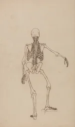 Vergleichende anatomische Darstellung der Struktur des menschlichen Körpers mit der eines Tigers und eines gewöhnlichen Huhns: Menschliches Skelett, Rückansicht