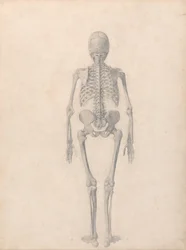 Vergleichende anatomische Darstellung der Struktur des menschlichen Körpers mit der eines Tigers und eines gewöhnlichen Huhns: Menschliches Skelett, Rückansicht (Fertige Studie für Tafel II)