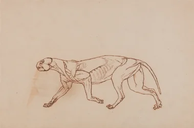 Vergleichende anatomische Darstellung des menschlichen Körpers mit dem eines Tigers und eines gewöhnlichen Huhns: Leopardenkörper, Seitenansicht