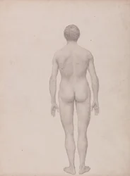 Vergleichende anatomische Darstellung der Struktur des menschlichen Körpers mit der eines Tigers und eines gewöhnlichen Huhns: Menschliche Figur, Rückansicht (unzerlegt)