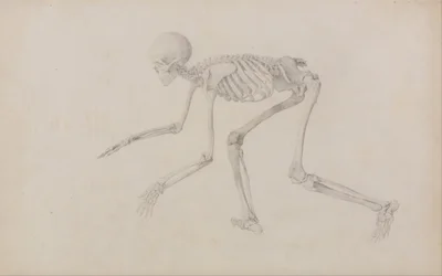 Vergleichende anatomische Darstellung der Struktur des menschlichen Körpers mit der eines Tigers und eines gewöhnlichen Huhns: Menschliches Skelett, Seitenansicht (in kriechender Haltung)
