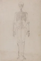 Vergleichende anatomische Darstellung der Struktur des menschlichen Körpers mit der eines Tigers und eines gewöhnlichen Huhns: Menschliches Skelett, Vorderansicht (endgültige Studie)