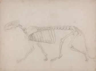 Vergleichende anatomische Darstellung der Struktur des menschlichen Körpers mit der eines Tigers und eines gewöhnlichen Huhns: Tigerskelett, Seitenansicht