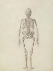 Eine vergleichende anatomische Darstellung der Struktur des menschlichen Körpers mit der eines Tigers und eines gewöhnlichen Huhns: Menschliches Skelett, Rückansicht