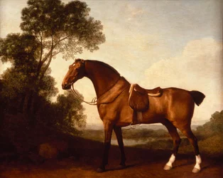 Ein gesattelter Brauner