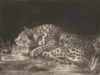 Ein Tiger (Schlafender Leopard)