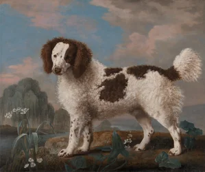 Brauner und weißer Norfolk- oder Wasserspaniel