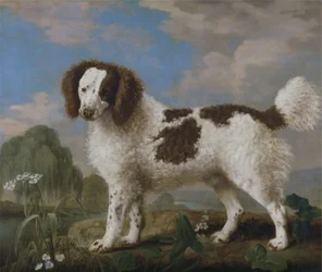 Brauner und weißer Norfolk- oder Wasserspaniel