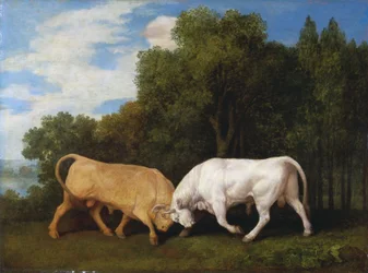 Kämpfende Stiere