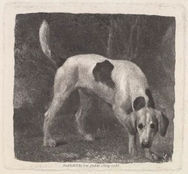 Hund (Ein Fuchshund auf der Fährte) graviert vom Künstler, veröffentlicht 1788