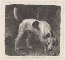 Hund [Ein Foxhound auf der Spur]