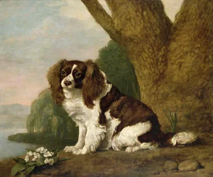 Fanny, ein braun-weißer Spaniel