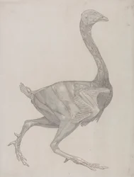 Vogelkörper, Seitenansicht (Wahrscheinlich zur Übertragung auf die Platte für die Gravur von Tafel XV vorbereitet)