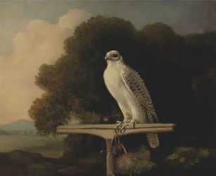 Grönlandfalke