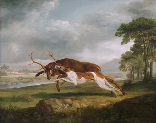 Hund hetzt einen Hirsch