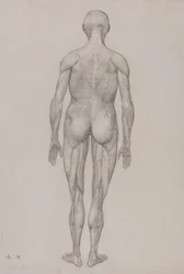 Menschliche Figur, Rückansicht (Fast identisch mit der fertigen Zeichnung für Tafel XII)