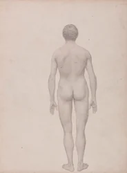 Menschliche Figur, Rückansicht, unseziert (Fertige Studie für Tabelle VII)