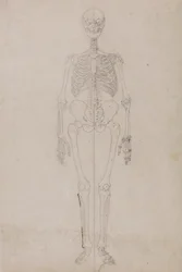 Menschliches Skelett, Vorderansicht (Endstudie)