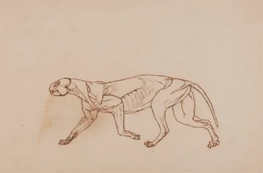 Leopardenkörper, Seitenansicht (Späteres Stadium der Dissektion, oberflächliches Bindegewebe und Ohren entfernt)