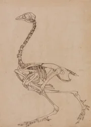 Studie eines Huhns, Seitenansicht, aus A Comparative Anatomical Exposition of the Structure of the Human Body with that of a Tiger and a Common Fowl, 1795-1806