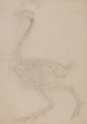 Studie eines Huhns, Seitenansicht, aus A Comparative Anatomical Exposition of the Structure of the Human Body with that of a Tiger and a Common Fowl, 1795-1806