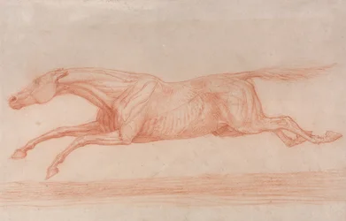 Studie eines Rennpferdes in Aktion: Galoppierend nach links, eine halb-anatomische Studie, mit abgezogener Haut, um die Muskelbewegung zu zeigen