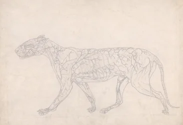 Studie eines Tigers, Seitenansicht, Diagramm zur Darstellung der subkutanen Blutversorgung, aus Einem Vergleichenden Anatomischen Exposé der Struktur des menschlichen Körpers mit dem eines Tigers und eines gewöhnlichen Huhns, 1795-1806