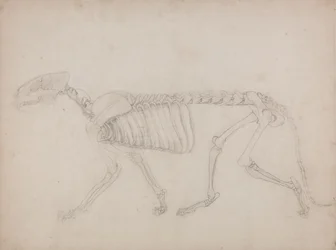 Studie eines Tigers, Seitenansicht, aus Einem Vergleichenden Anatomischen Exposé der Struktur des menschlichen Körpers mit dem eines Tigers und eines gewöhnlichen Huhns, 1795-1806
