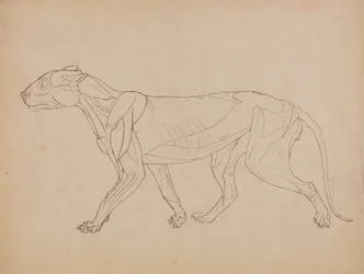 Studie eines Tigers, Seitenansicht, aus Einem Vergleichenden Anatomischen Exposé der Struktur des menschlichen Körpers mit dem eines Tigers und eines gewöhnlichen Huhns, 1795-1806