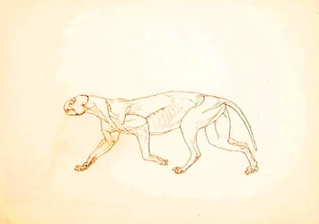 Studie eines Tigers, Seitenansicht, aus A Comparative Anatomical Exposition of the Structure of the Human Body with that of a Tiger and a Common Fowl, 1795-1806