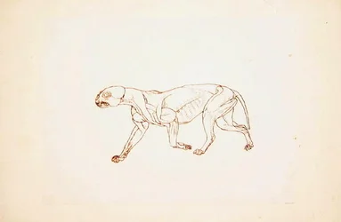 Studie eines Tigers, Seitenansicht, aus A Comparative Anatomical Exposition of the Structure of the Human Body with that of a Tiger and a Common Fowl, 1795-1806