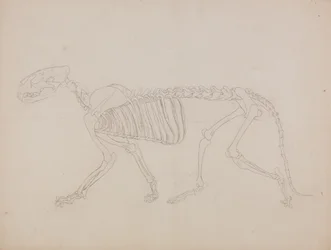 Studie eines Tigers, Seitenansicht, aus 