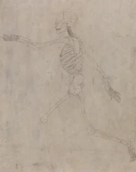 Studie der menschlichen Figur, Seitenansicht, aus Einem Vergleichenden Anatomischen Exposé der Struktur des menschlichen Körpers mit dem eines Tigers und eines gewöhnlichen Huhns, 1795-1806
