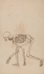 Studie der menschlichen Figur, Seitenansicht, aus Einem Vergleichenden Anatomischen Exposé der Struktur des menschlichen Körpers mit dem eines Tigers und eines gewöhnlichen Huhns, 1795-1806