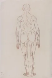 Studie der menschlichen Figur, Rückansicht, aus Ein vergleichendes anatomisches Exposé der Struktur des menschlichen Körpers mit dem eines Tigers und eines gewöhnlichen Huhns